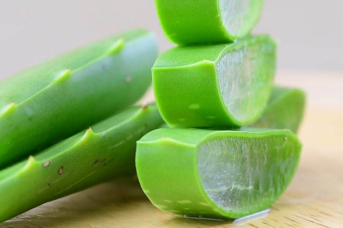 aloe vera 